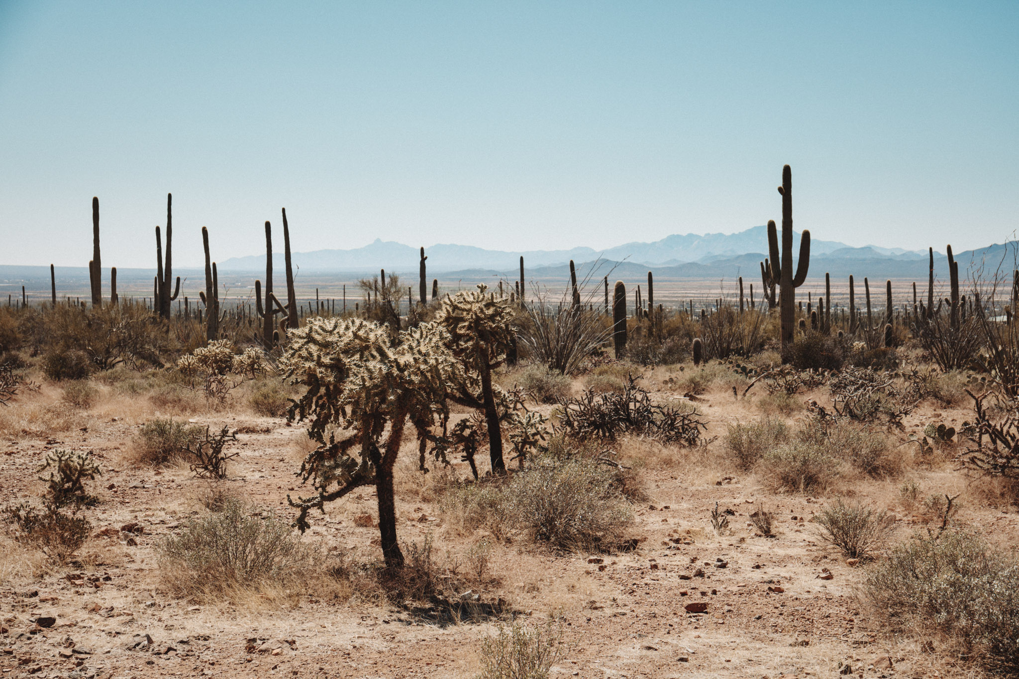 living in the Arizona Desert